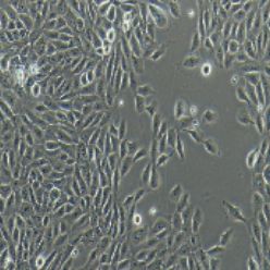 MCF-10A人乳腺上皮细胞(提供STR鉴定报告)