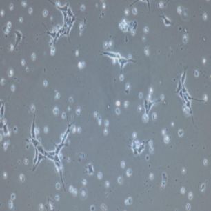 iPS人诱导多能干细胞(提供STR鉴定报告)