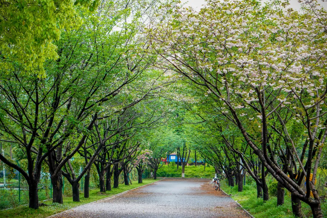 江湾医院：在长沙，乘上一号线去看春天