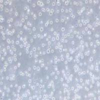 KG-1人急性骨髓性白血病细胞(提供STR鉴定报告)