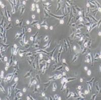 JF-305人胰腺癌细胞
