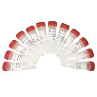 VAHTS RNA Adapters set1/set2 for Illumina（转录组建库专用