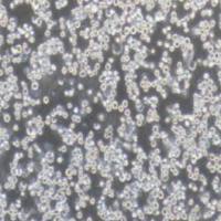 K562/ADR K562耐阿霉素细胞株