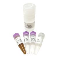 VAHTS mRNA Capture Beads (mRNA分离磁珠)(N401)