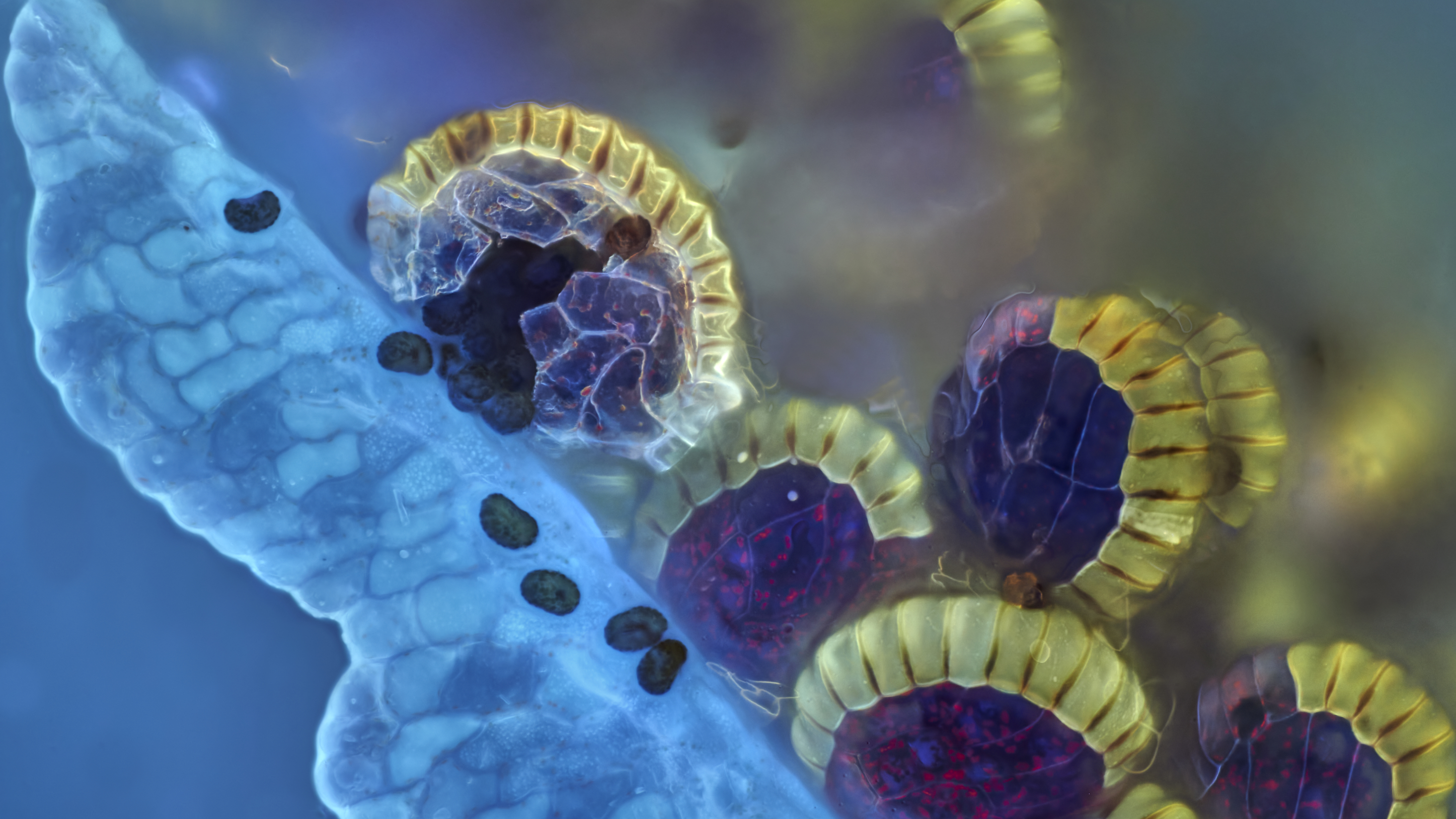 从爱好者到获奖者：认识EVIDENT第三届显微图像大赛亚洲区获奖者