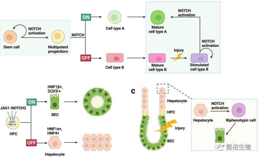 心血管相关——NOTCH信号通路