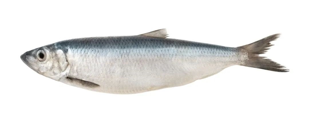 实验大比拼丨这条鱼几岁？全玻片扫描系统克服检查鱼耳石挑战