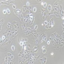 MCF-7/adr 人乳腺癌阿霉素耐药细胞株