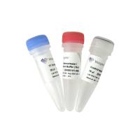 T7 Endonuclease I（T7核酸内切酶）（EN303）