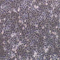 HUTU-80人十二脂肠腺癌(提供STR鉴定报告)