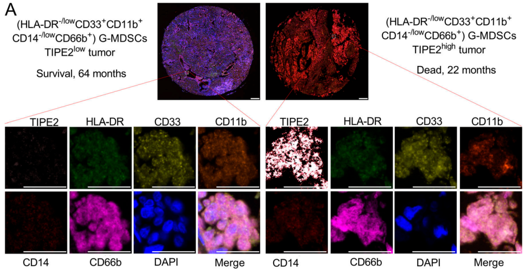 “芯”赏美图，让科研变得“多色”