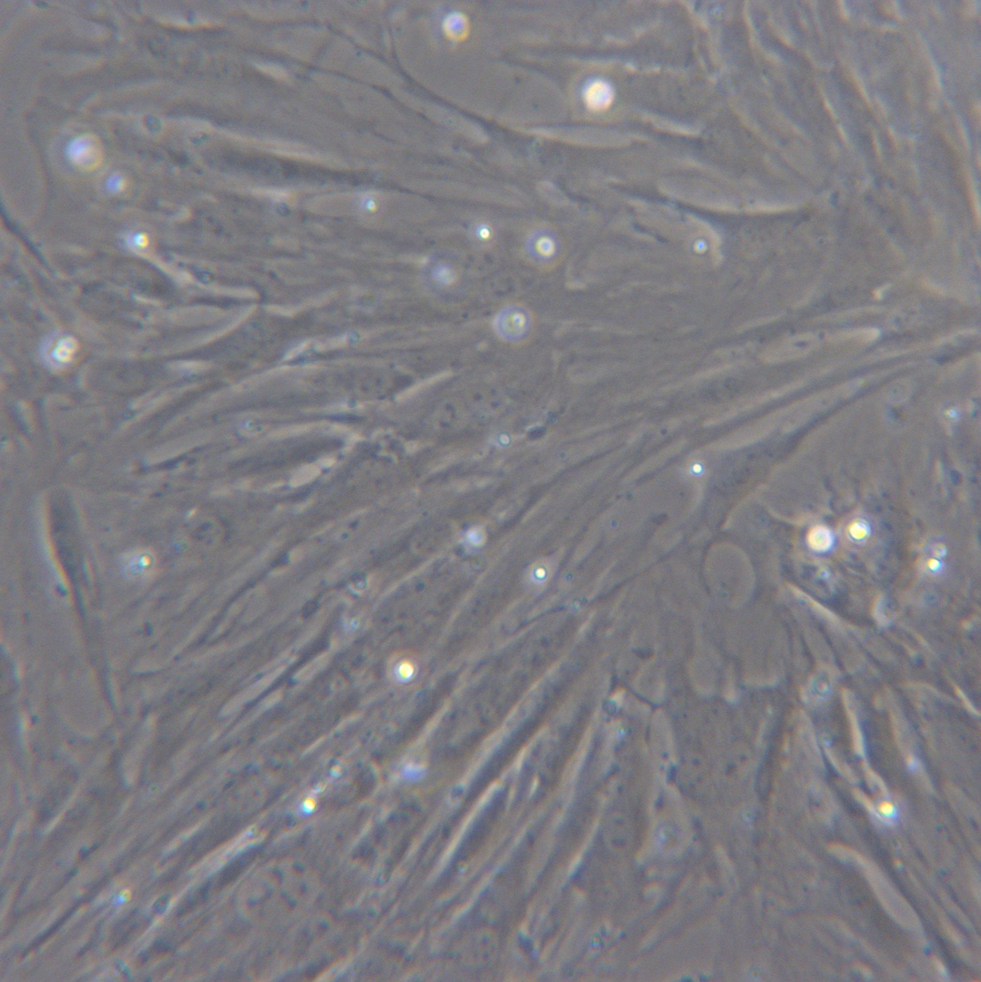 BT牛鼻甲骨细胞