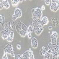 MCF-7人乳腺癌细胞(提供STR鉴定报告)