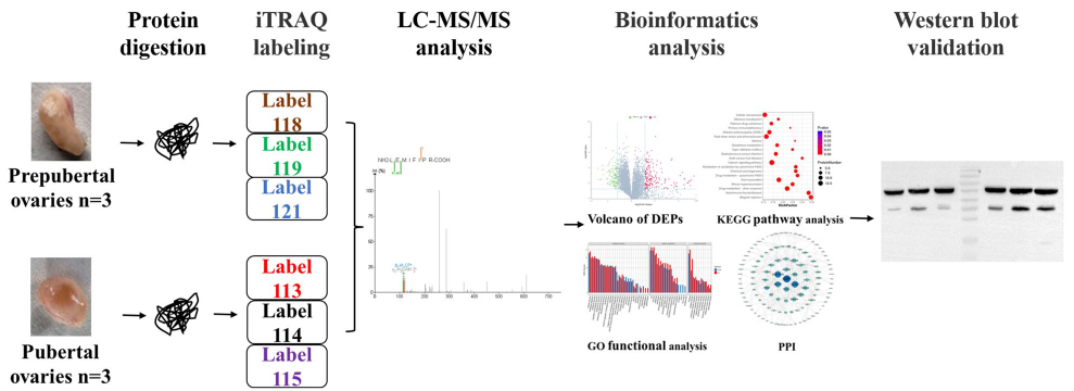 BMC Genomics | 质谱技术解析山羊卵巢的蛋白质组特征