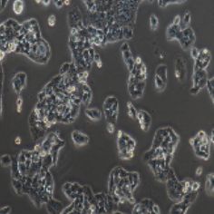NCI-H520人肺鳞癌细胞(提供STR鉴定报告)