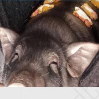 小型猪皮肤损伤模型