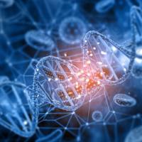 MonoMac6人急性单核细胞白血病细胞(提供STR鉴定报告)