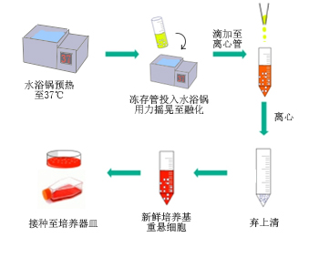 细胞为什么要慢速冷冻快速复苏