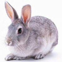 兔急性视网膜坏死模型