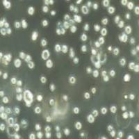 NCI-H929人骨髓瘤细胞(提供STR鉴定报告)