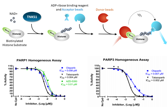 PARP 蛋白和其检测方法-BPS Bioscience