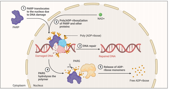 PARP 蛋白和其检测方法-BPS Bioscience