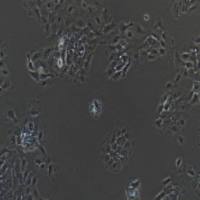 NCI-H292人肺癌细胞(淋巴结转移)(提供STR鉴定报告)