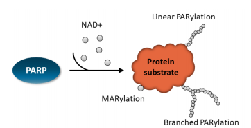 PARP 蛋白和其检测方法-BPS Bioscience