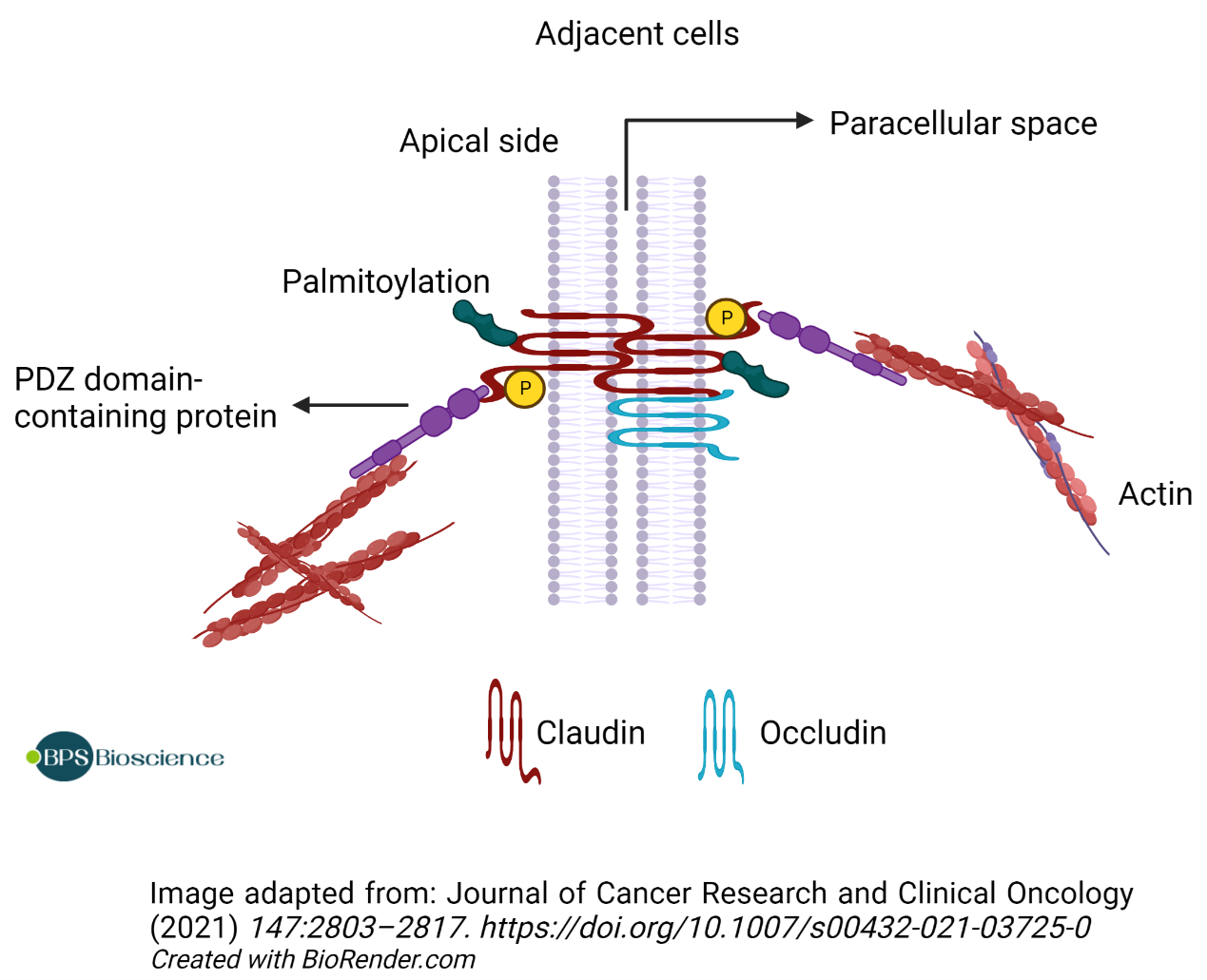 Claudin蛋白家族的结构和功能-BPS Bioscience