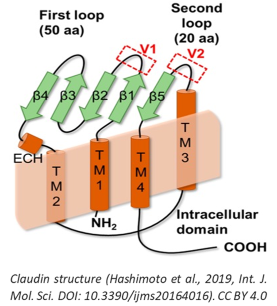 Claudin蛋白家族的结构和功能-BPS Bioscience
