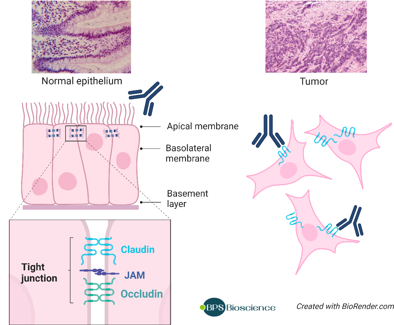 Claudin蛋白家族的结构和功能-BPS Bioscience