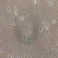 OS-RC-2人肾癌细胞(提供STR鉴定报告)