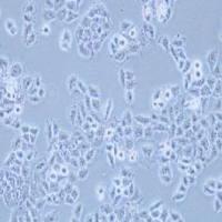 PANC 03.27人胰腺癌细胞(提供STR鉴定报告)