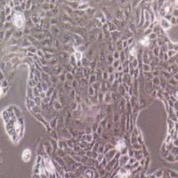 PANC 05.04人胰腺癌细胞(提供STR鉴定报告)