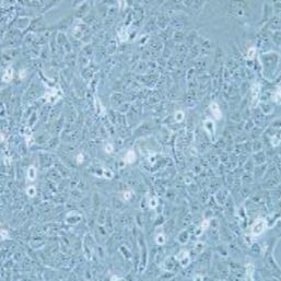 Nthy-ori 3-1人甲状腺正常细胞(提供STR鉴定报告)