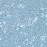 Nthy-ori 3-1人甲状腺正常细胞(提供STR鉴定报告)