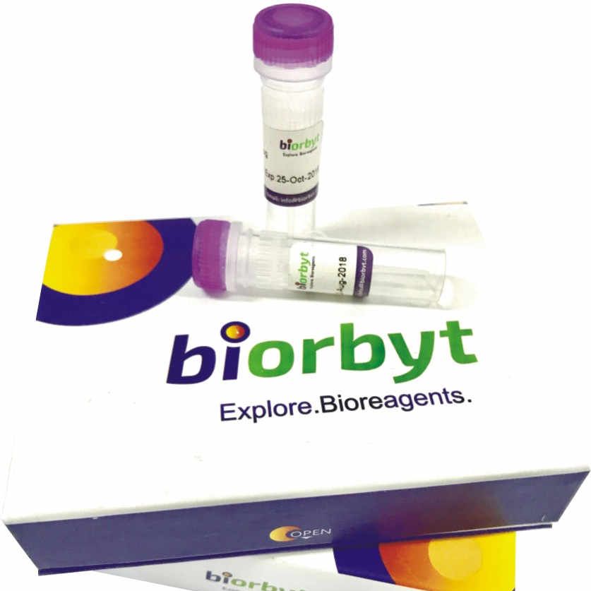 Mouse IL17A protein 蛋白，orb707224，biorbyt