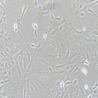 SK-OV-3人卵巢癌细胞(提供STR鉴定报告)