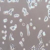 SK-MEL-1人皮肤黑色素瘤细胞(提供STR鉴定报告)