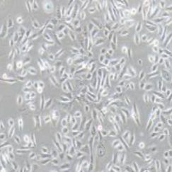 RwPE-2人前列腺正常细胞(提供STR鉴定报告)