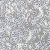 PC-3人前列腺癌细胞(提供STR鉴定报告)