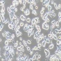 RL95-2人子宫内膜癌细胞(提供STR鉴定报告)