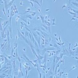 SK-N-SH人神经母细胞瘤细胞(提供STR鉴定报告)