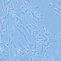 SK-N-SH人神经母细胞瘤细胞(提供STR鉴定报告)