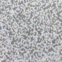 REH人急性非B非T淋巴细胞白血病细胞(提供STR鉴定报告)