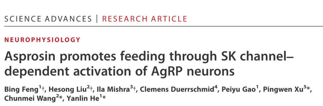 Science Advances：为什么饿了吃东西更香？何彦林/王春梅/徐平稳等学者揭示白脂素调节食欲新机制