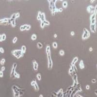 SK-MES-1人肺鳞癌细胞(提供STR鉴定报告)