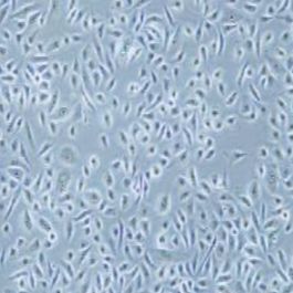 RWPE-1人正常前列腺上皮细胞(提供STR鉴定报告)