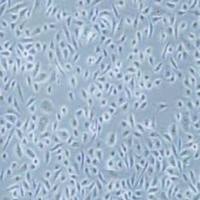 RWPE-1人正常前列腺上皮细胞(提供STR鉴定报告)