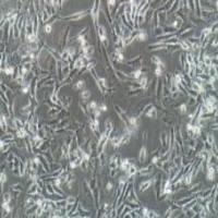 SK-HEP-1人肝癌细胞(提供STR鉴定报告)